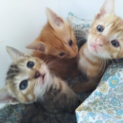 第97回　にゃん☆ぴーす猫の譲渡会