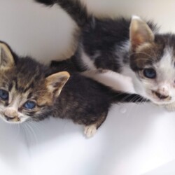 第97回　にゃん☆ぴーす猫の譲渡会 サムネイル2