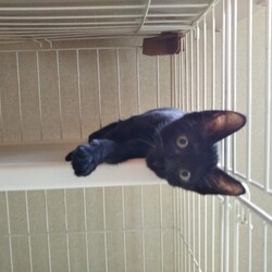 第97回　にゃん☆ぴーす猫の譲渡会 サムネイル3