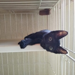 自由になりたいよ･･可愛いくま君