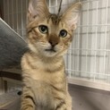 元気で活発！とっても人懐こいキジトラくん