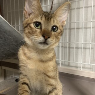 あにまるらいふ猫丸 山口宇部あにまるらいふ猫丸カフェ部でかわいい猫たちとおいしいランチ