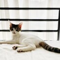 膝乗り可愛い兄弟子猫