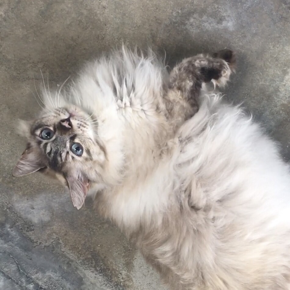 オペラのカバー写真