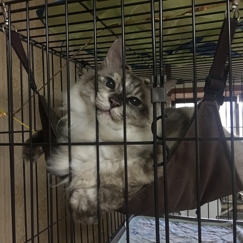 カノンのカバー写真