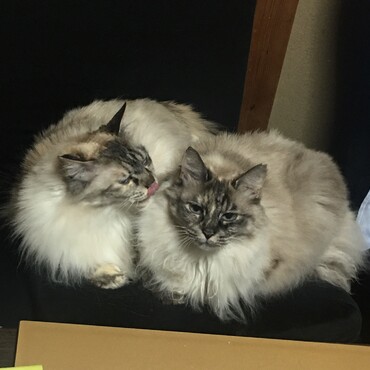 ママの姿が見えなくなると探します。まだまだ甘えん坊。