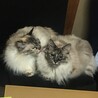ママの姿が見えなくなると探します。まだまだ甘えん坊。