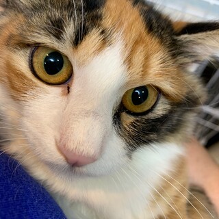 募集停止！長毛三毛猫のミィちゃん