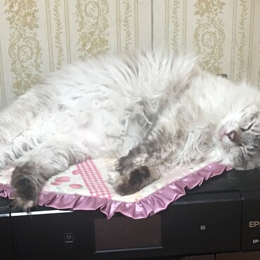 いつもお昼寝はプリンターの上です。