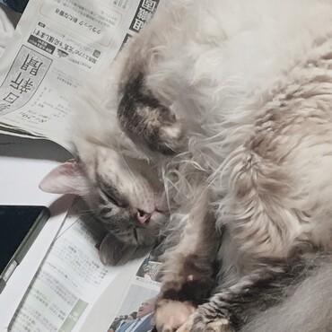 新聞の上もお気に入りー♪