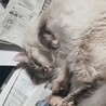 新聞の上もお気に入りー♪
