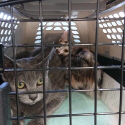 「新たに受け入れました」サムネイル2