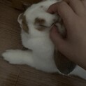 この子達の里親様を募集致します