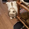 この子達の里親様を募集致します サムネイル2