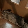 この子達の里親様を募集致します サムネイル3
