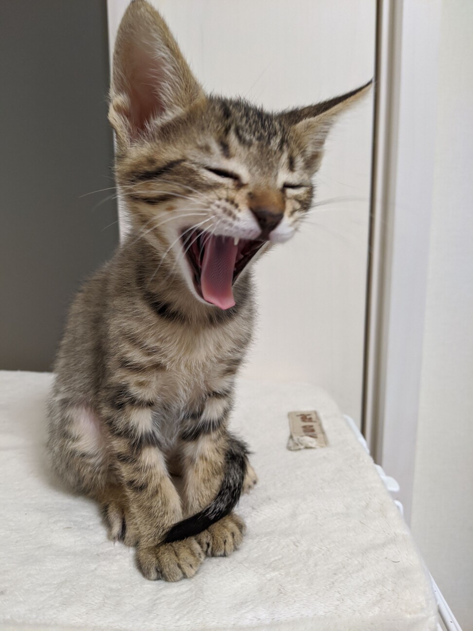 ７月生まれの子猫 ジブリ 千葉県 猫の里親募集 ペットのおうち 月間利用者150万人