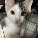 7月2日生まれ　自宅で出産　元気な男の子