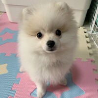 ポミ