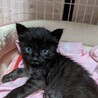 ちびちびな黒グレー子猫 サムネイル2