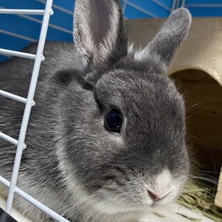 ネザーランドドワーフ♀