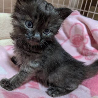 ちびちびな黒グレー子猫