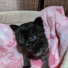 ちびちびな黒グレー子猫 サムネイル3