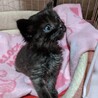 ちびちびな黒グレー子猫 サムネイル4