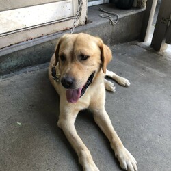 ラブラドールレトリバー 4歳♂