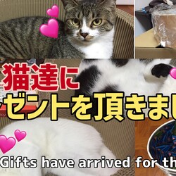 【保護猫達に】プレゼントを頂きました