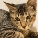 子猫のロックくん