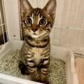 トライアル中です