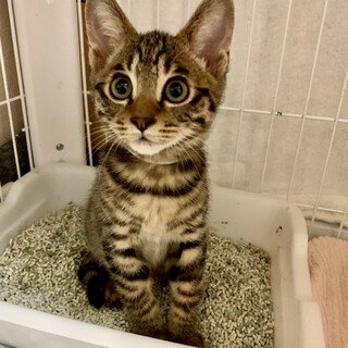トライアル中です