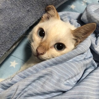 3ヶ月♂気を許したらメロメロのブルーアイズ