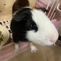 ！里親募集！モルモットの男の子3歳