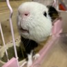 ！里親募集！モルモットの男の子3歳 サムネイル2