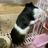 ！里親募集！モルモットの男の子3歳 サムネイル3