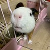 ！里親募集！モルモットの男の子3歳 サムネイル4
