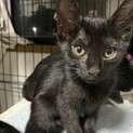 7月2日生まれ　自宅で出産　元気な黒猫ちゃん