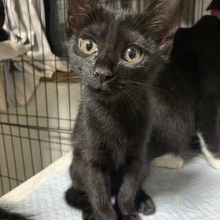 7月2日生まれ 自宅で出産　人馴れ抜群　黒猫ちゃん