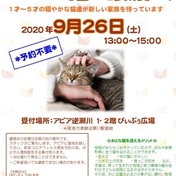 おとな猫の譲渡会 in 宝塚市