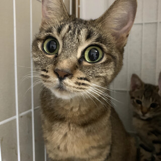 性格がバツグンに良い美猫ママ