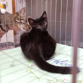 まん丸お目々の『ゆめちゃん』