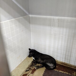 収容期限1週間です