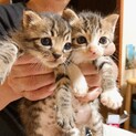 子猫里親募集