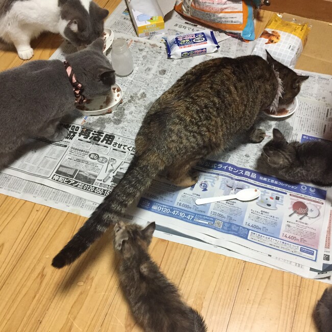 れんれん2のカバー写真