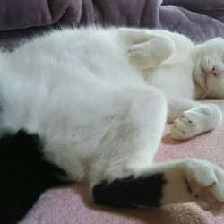 至急! 猫の脱走