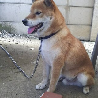 咬み癖あり★柴オス７歳★岐阜～里親募集