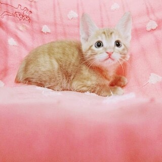 とても賢い仔猫ちゃん