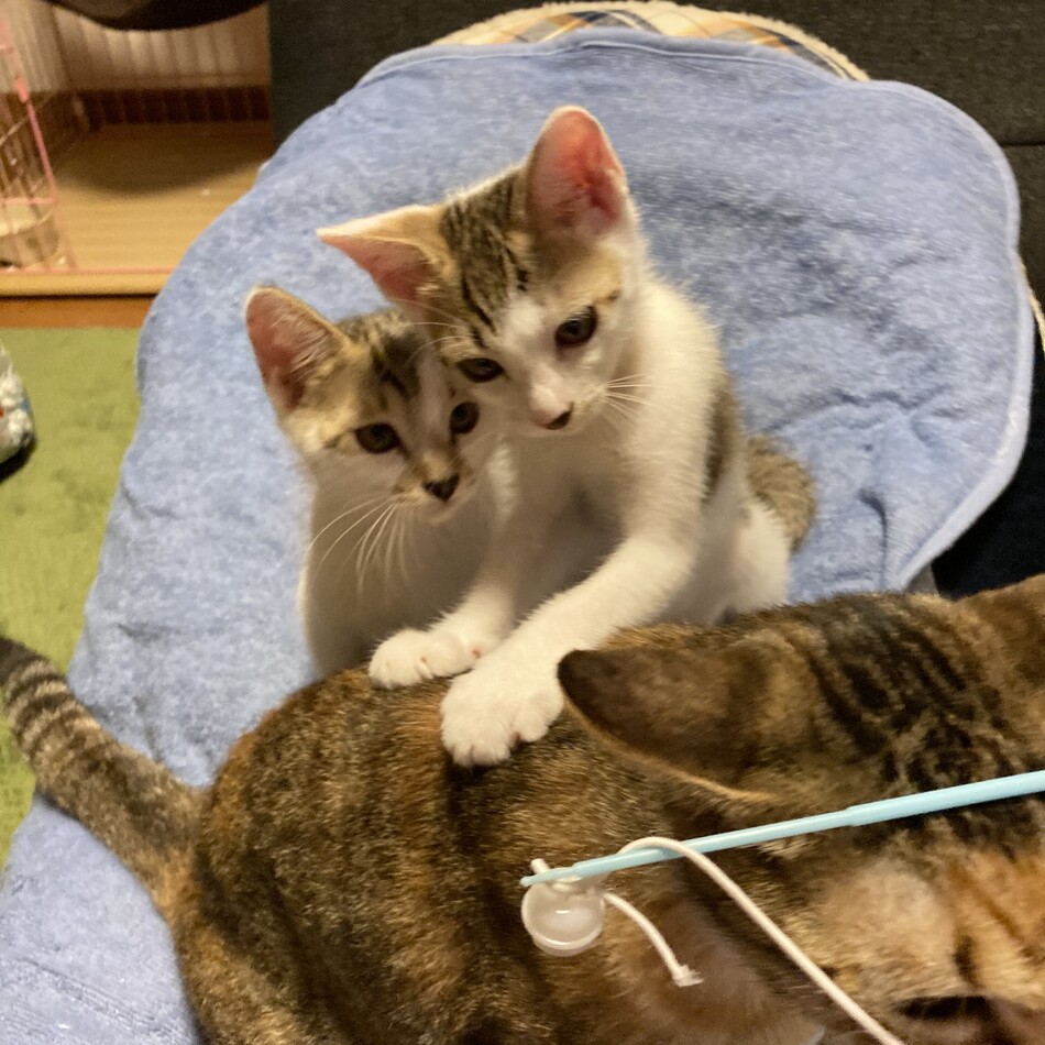モカ。生後３ヶ月の甘えん坊！のカバー写真
