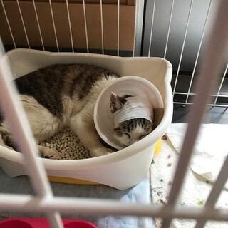 治療を引き継いでくださる団体様と出会えました。